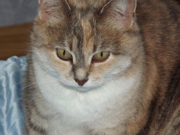 Василий Семин