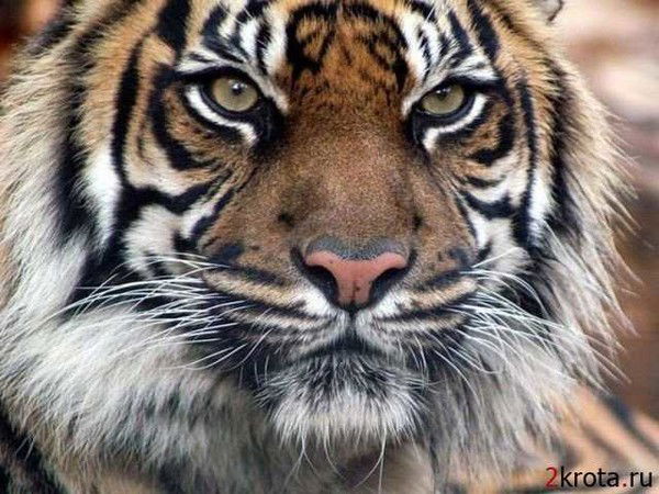 Юрий Петров