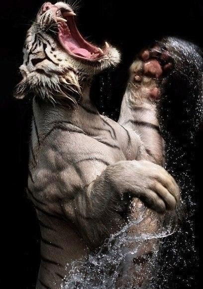 Евгений Ганиев