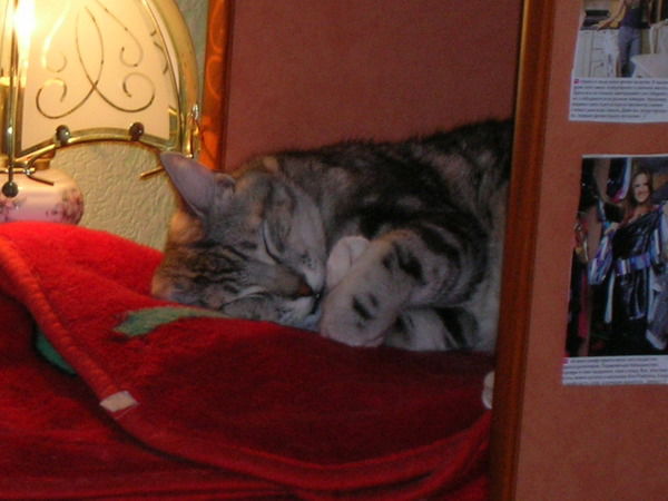 Елена Мамина-Папина