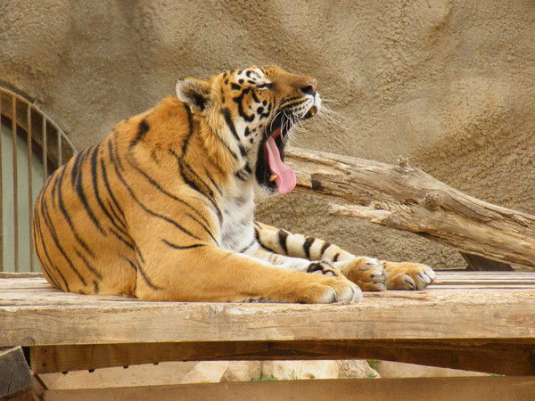 Сыркин Владимир