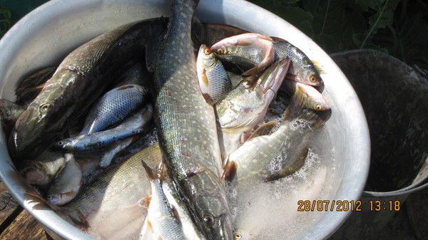 Владимир Ленкин