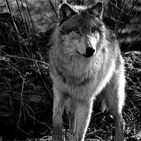 Лиза Паутова