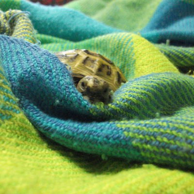 Наталья Никитина