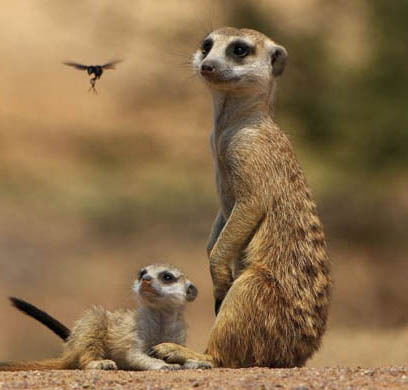 Ирина Пестряева