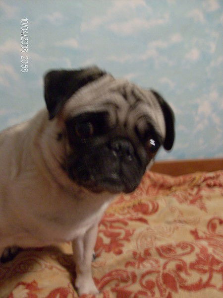 Наталья Яворская