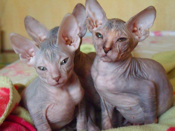 Ирина Цветкова