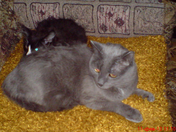 Константин Стряхнин