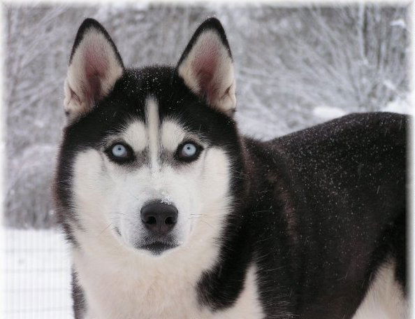 Алексей Гайдуков