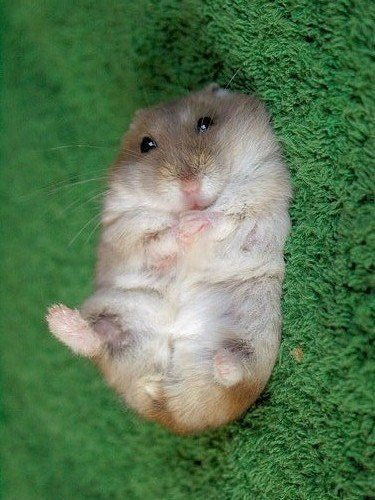 Ирина Харченко