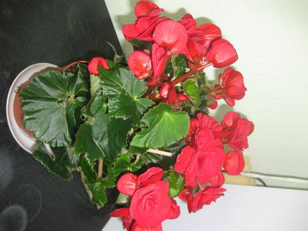 Людмила Воронова