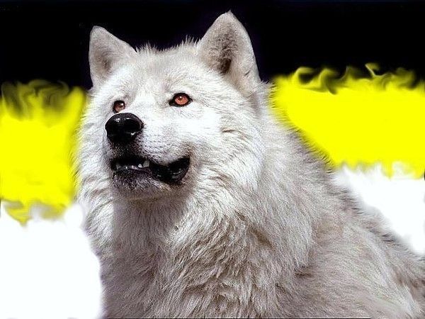 Максим 14/88 Орлов