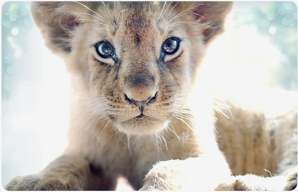 Оля Кошевая