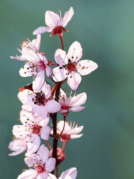 Ксения Чудеснова