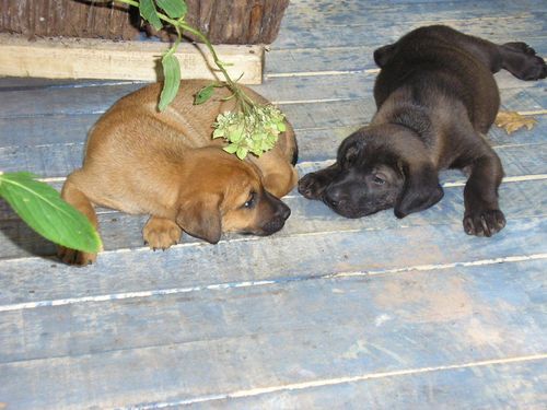 Виктория Наумова