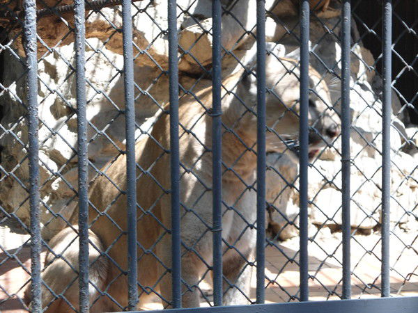 Виталий Якушев