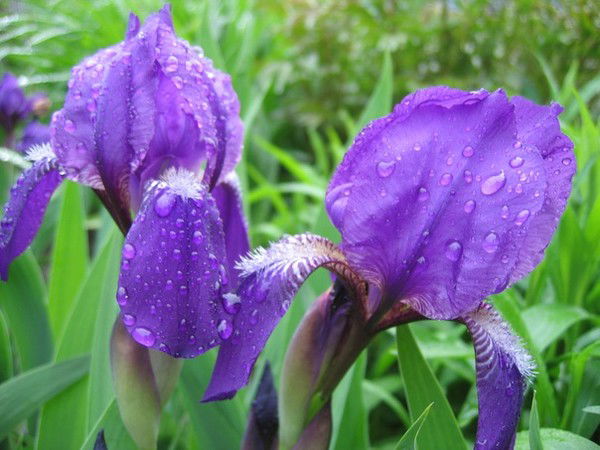 Татьяна Спасибухова