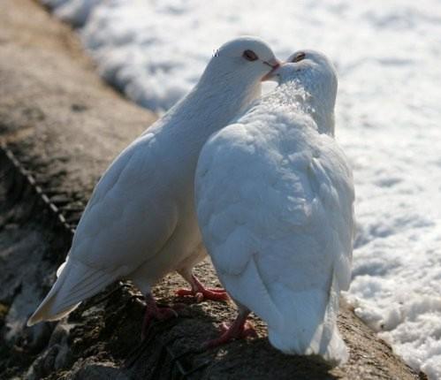 Алибаба Бобоков