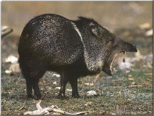 Андрей Черных