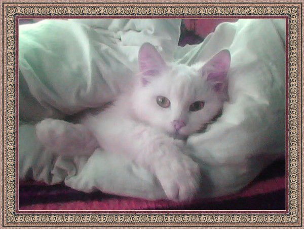 Алексей Гаркуша