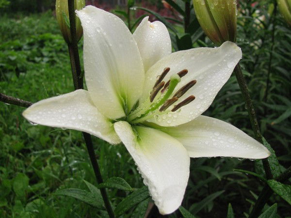 Лилия Шкарлат