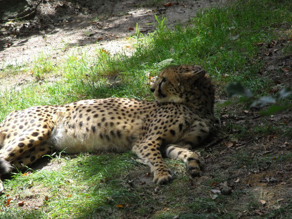 Юрий Колбик