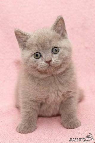 Гульнара Алфёрова