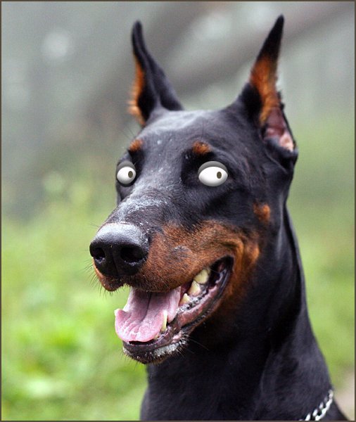 Александр Дверцов