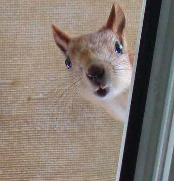 Белка Гость