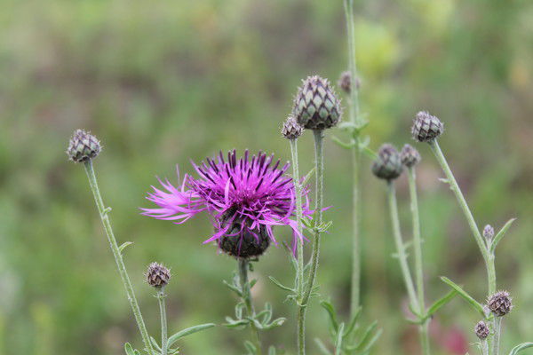 Зёзик Капов
