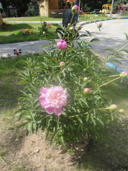 Наталия Лимарь