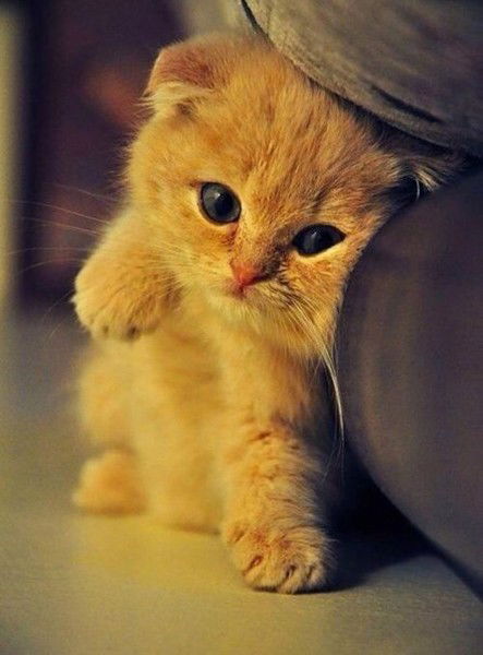 Лапочка ))))))))