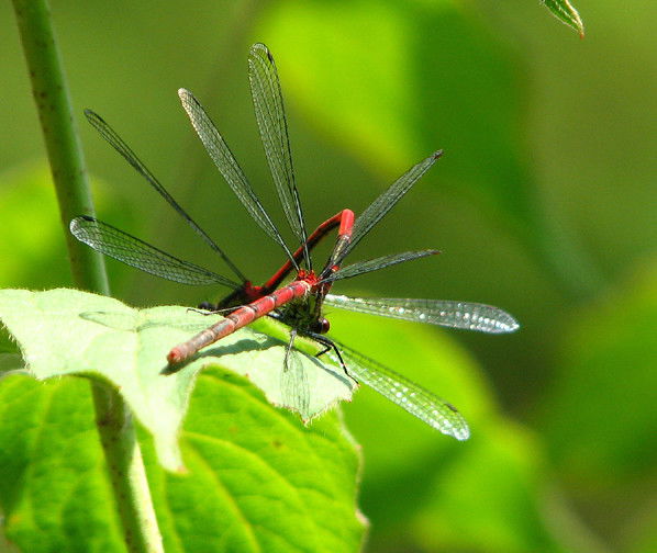 Екатерина Ким