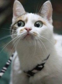 Яна Трушникова