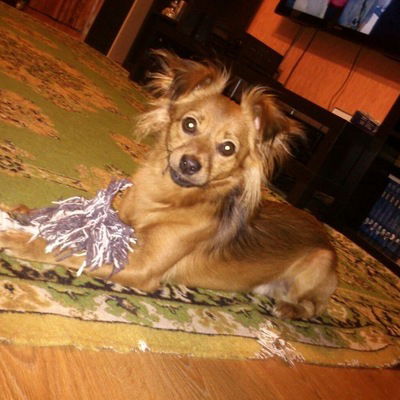 Виктория Пес