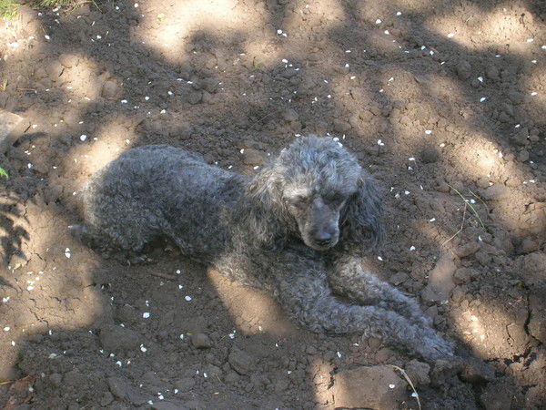 Елена Елена