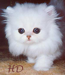 Олеся Выскребенцева