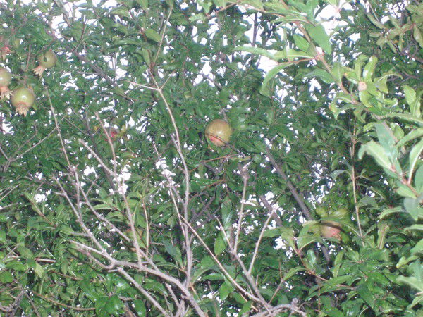 Дима Черевута