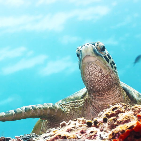 Васек Ракал