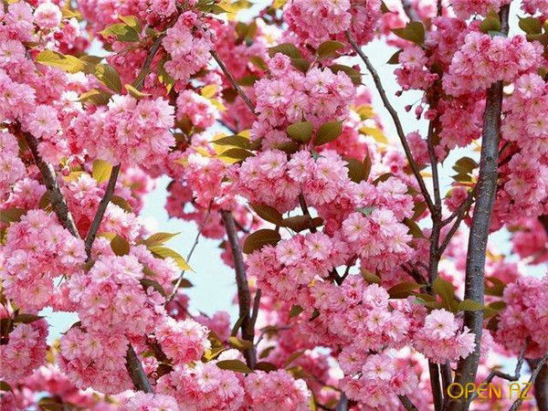 Ирина Александровна М