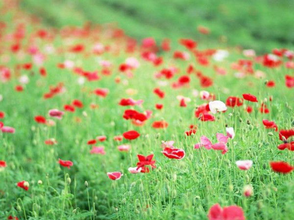 Елена Баева