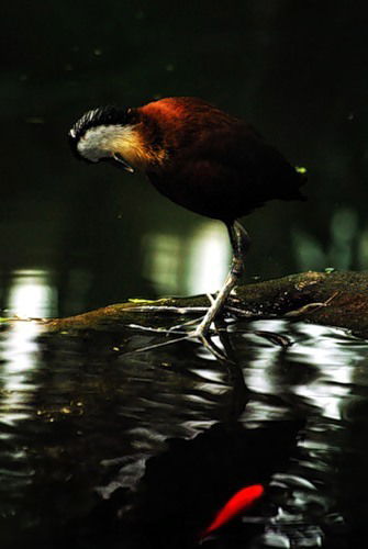 Иван Яканин