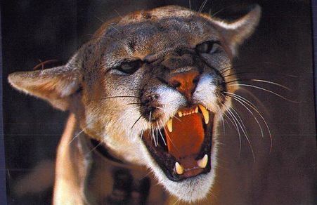 Олег Васильев