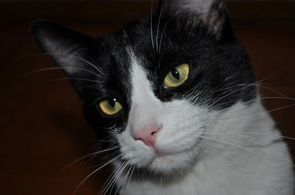 Анютка Нюта