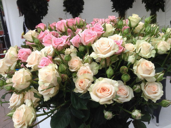 Жаркын Имашева