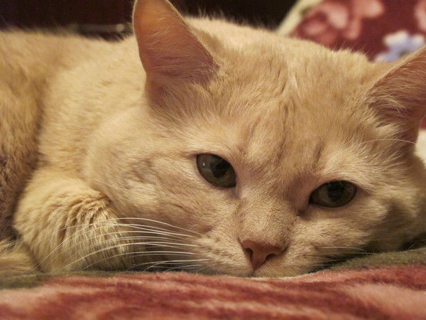 Ирина Белякова