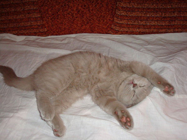 Анна Олейник