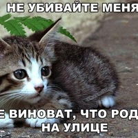 Эльвина Холод