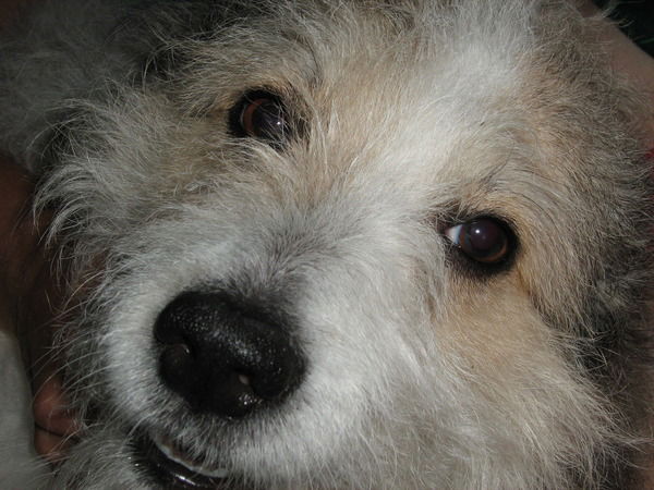 Сергей Дейч