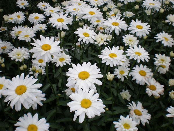 Светлана Беляева